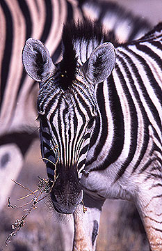 Zebra